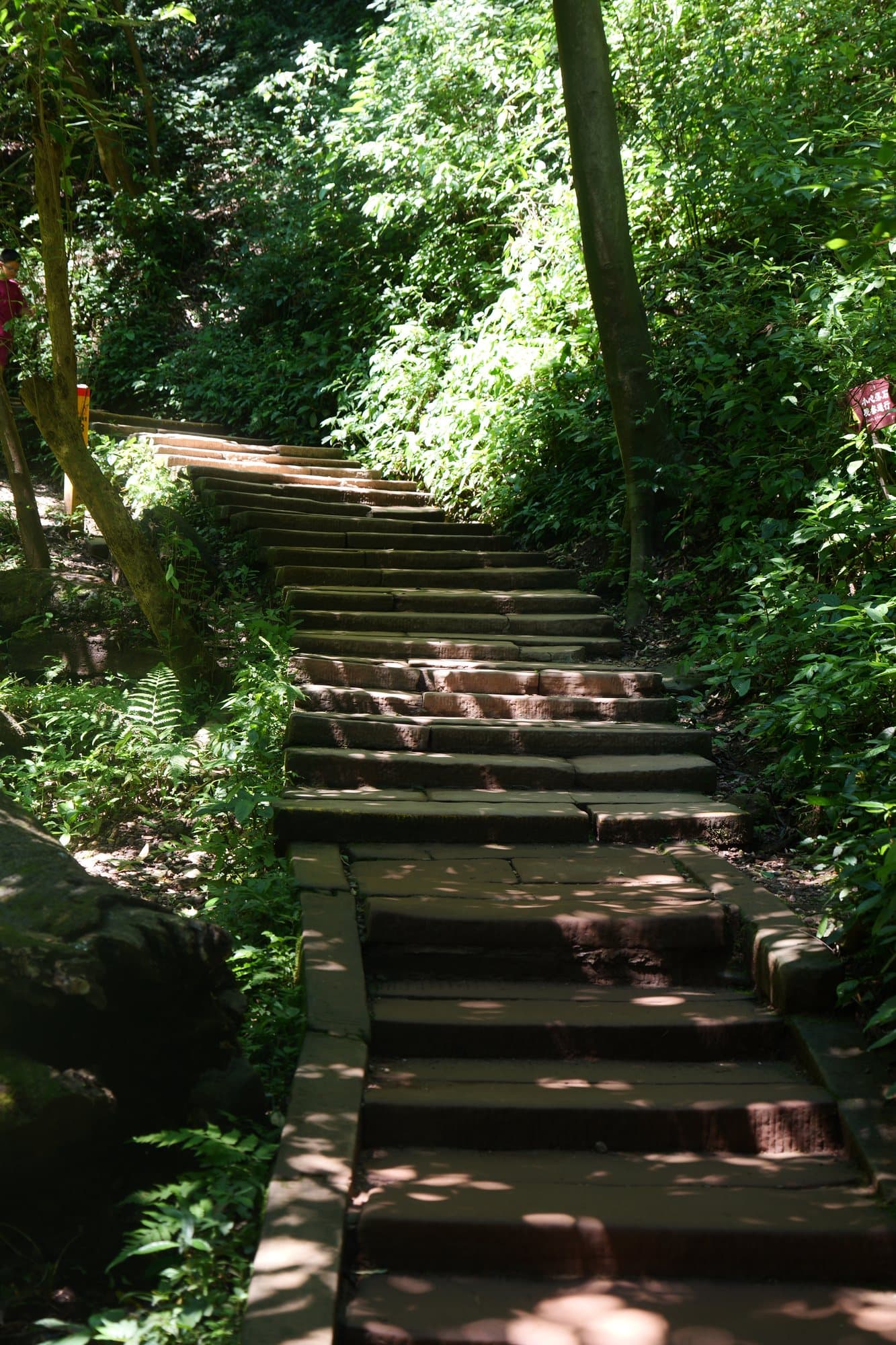 Wooden forest path with green foliage and sharp sunlight on the structure